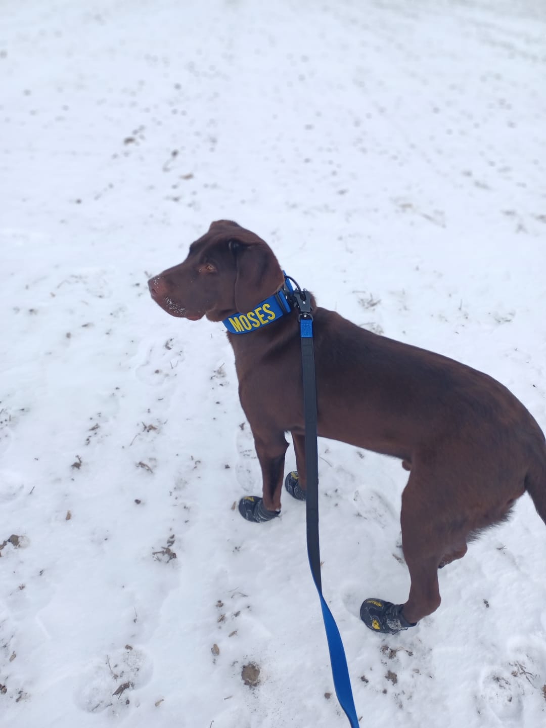 Customer photo review of Matching Blue 6' Bully Proof Leash