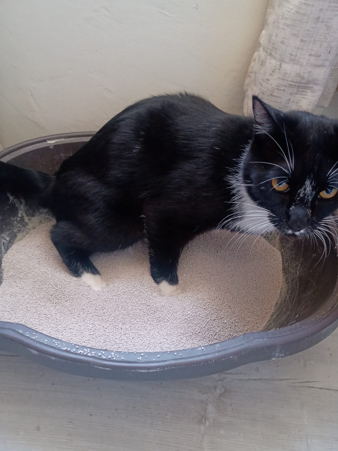Customer photo review of ARENA SANITARIA PETCLEAN AROMA TALCO DE BEBE 10KG
