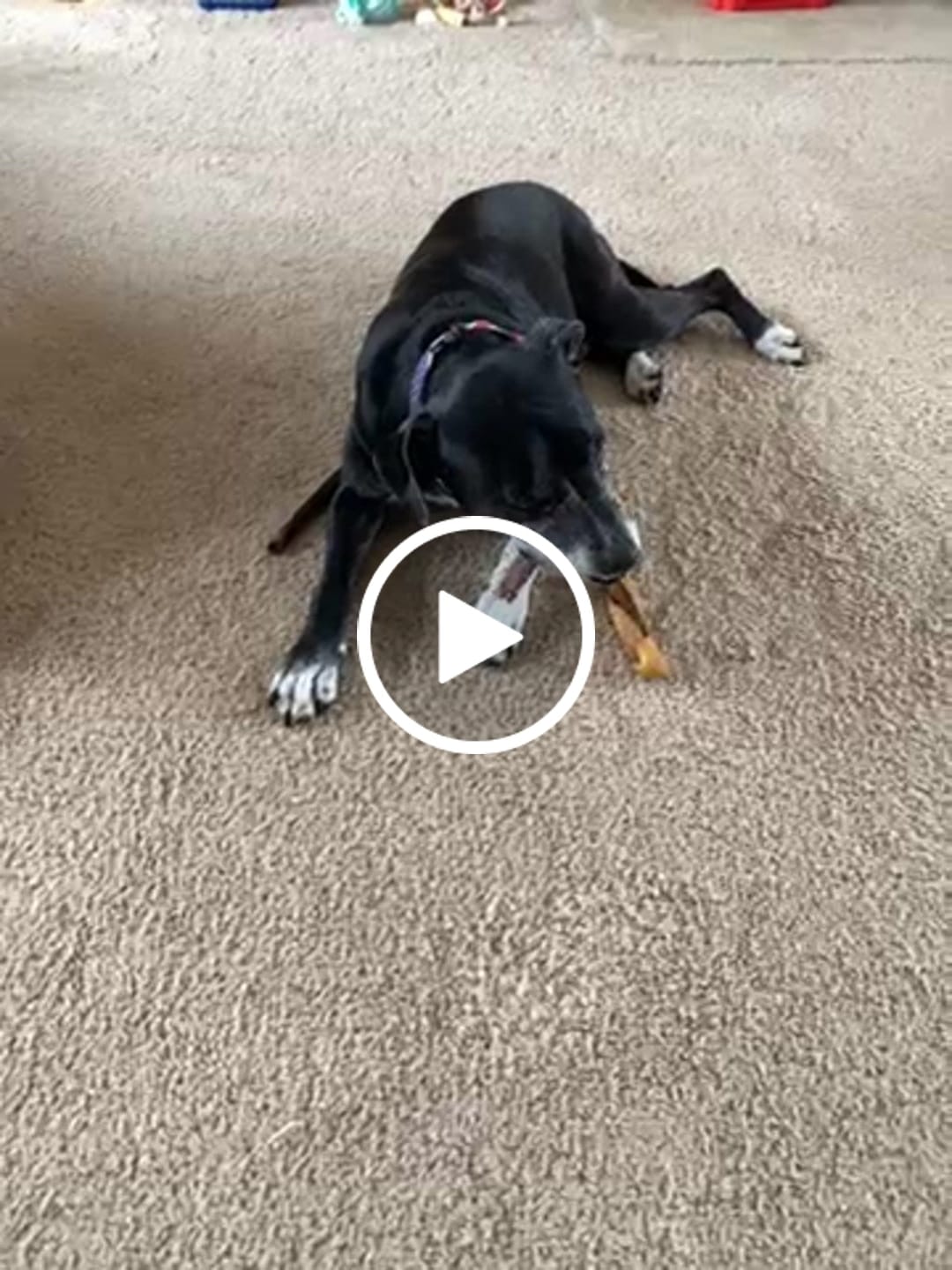 Customer video review of Regular Bully Sticks