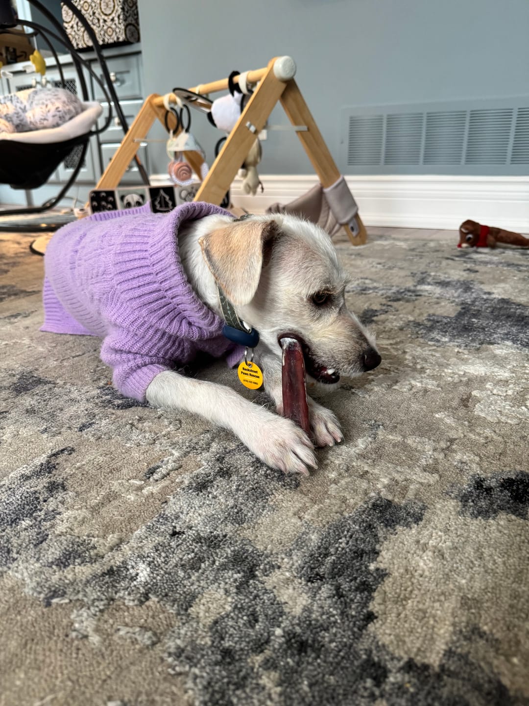 Customer photo review of 6 Inch Thick Braided Bully Stick