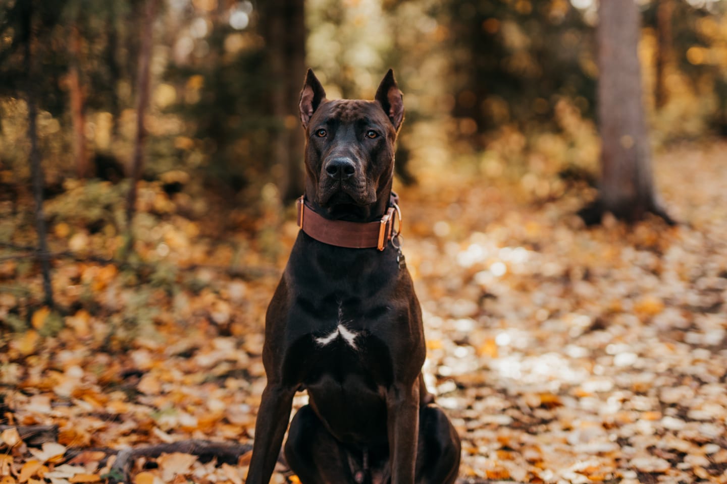 Customer photo review of 2" Tacti Luxe Dog Collar - Rose Gold - Chocolate