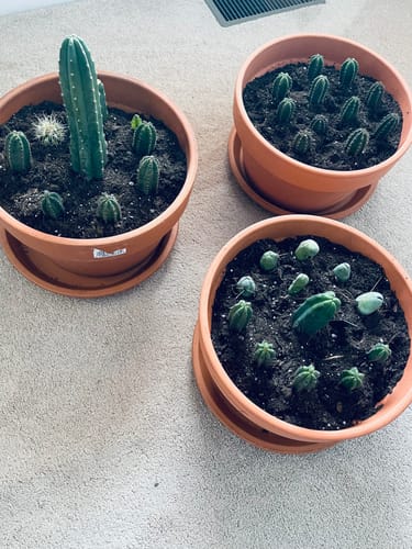 Customer photo review of The San Pedro Cactus Collector’s Kit