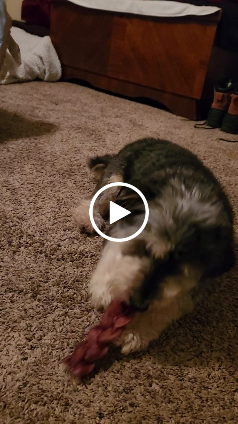 Customer video review of Beef Gullet Braid