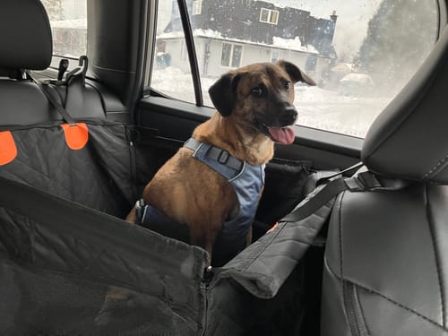 Customer photo review of RuffRover - Single Back Seat Extender