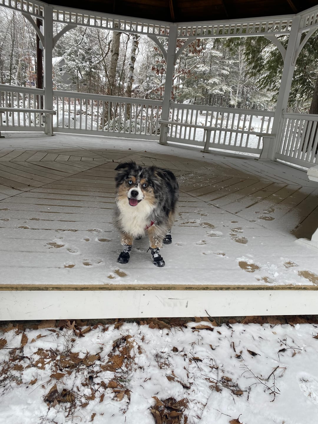 Customer photo review of AIR PUP DOG BOOTS - SET OF 4