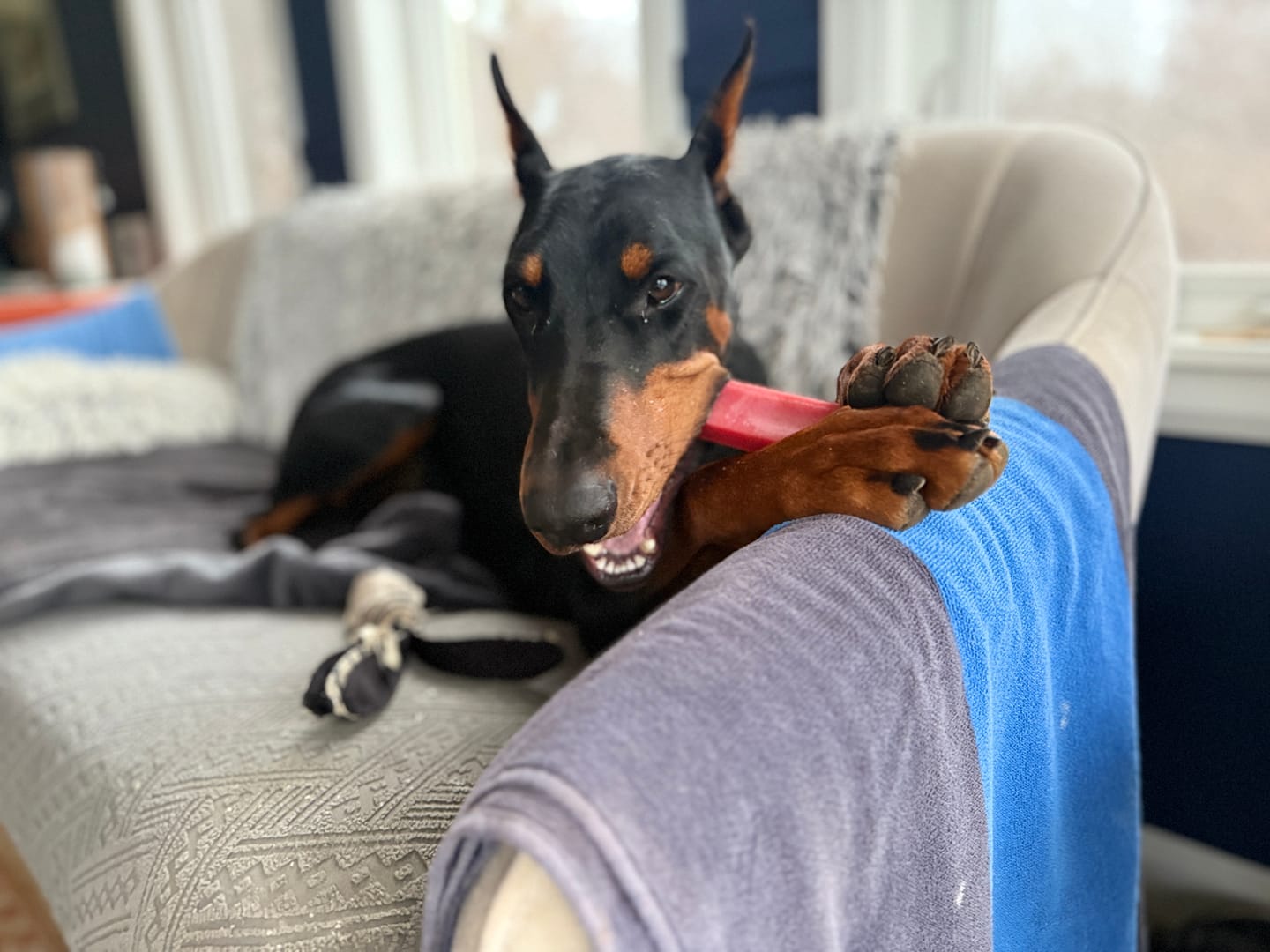 Customer photo review of Strawberry Himalayan Yak Chew (MEDIUM)