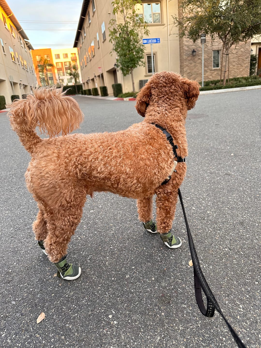 Customer photo review of Hot Pavement Pawtector Dog Shoes - Green
