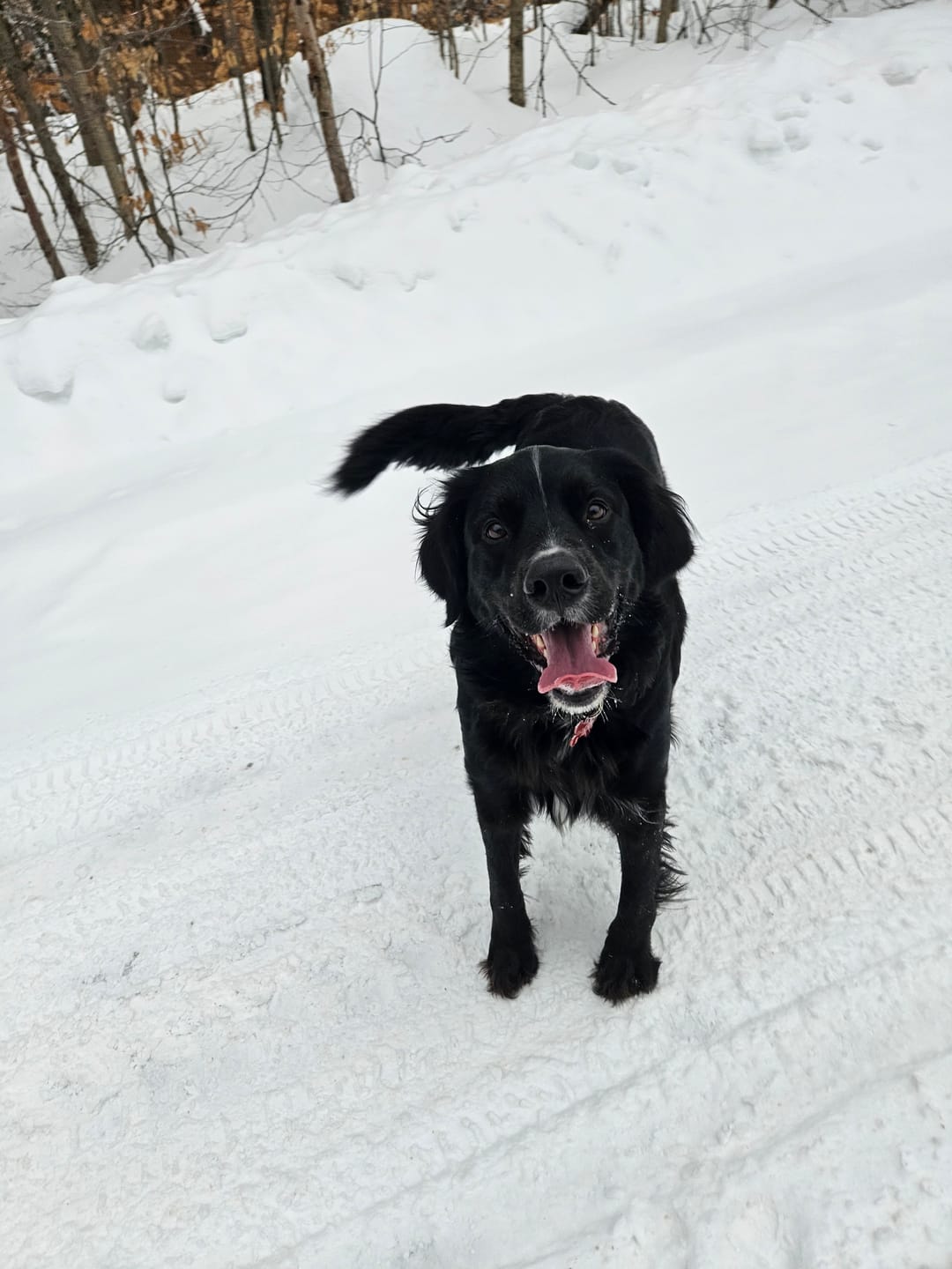 Customer photo review of Horizon Pulsar - Nourriture sans grains pour chien