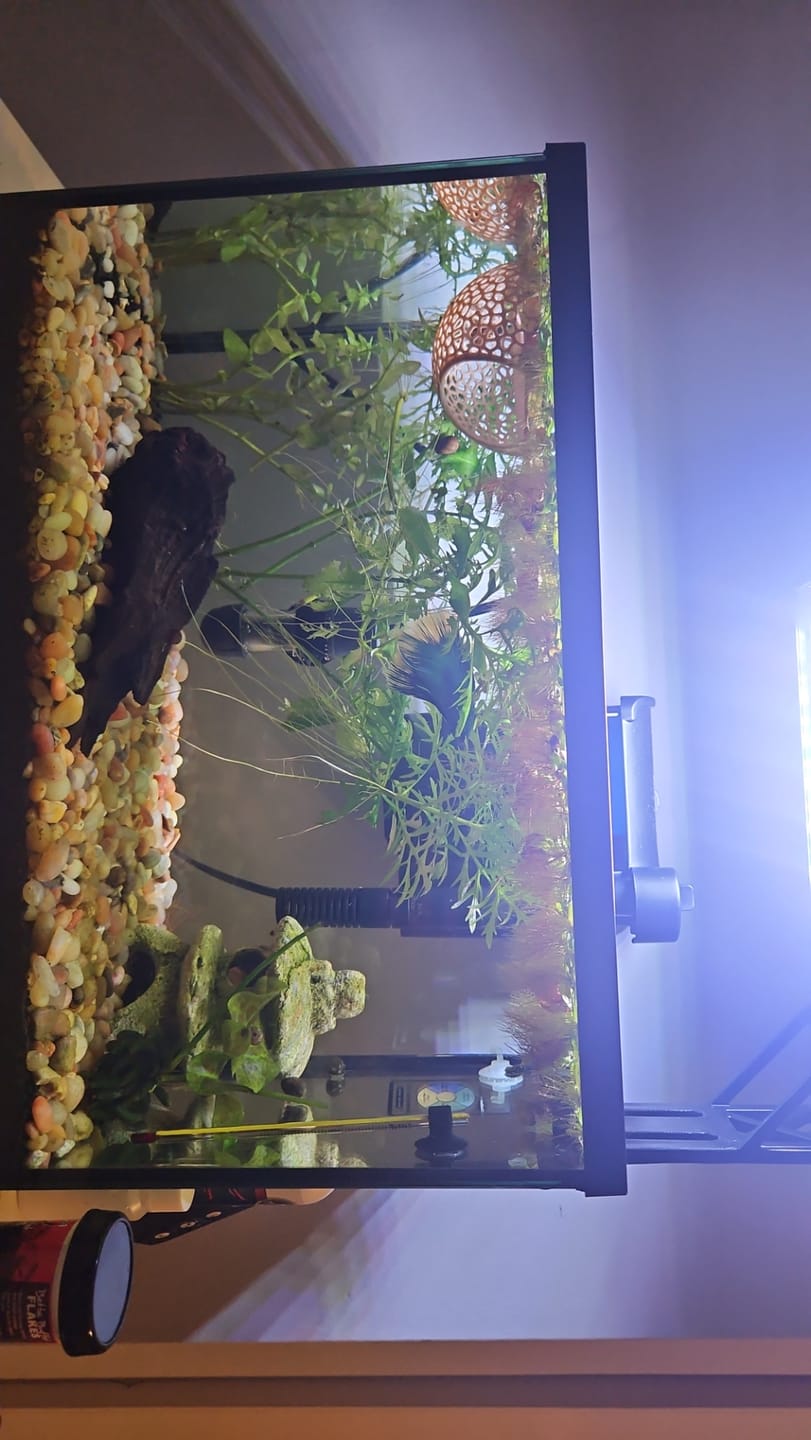 Customer photo review of Nerite Snail Bundle | Saving Pack