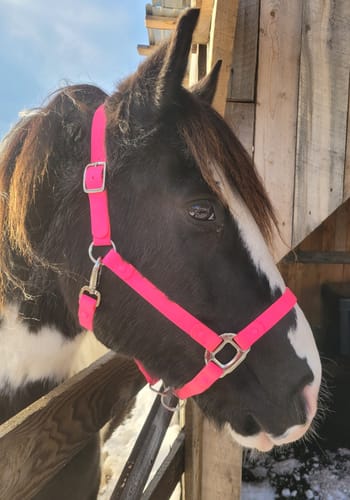 Customer photo review of Mystery Box - Halter & Lead - Preorder
