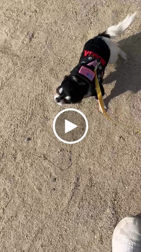 Customer video review of FunFunPet 高機能ハーネス（お名前タグ作成サービス付き）