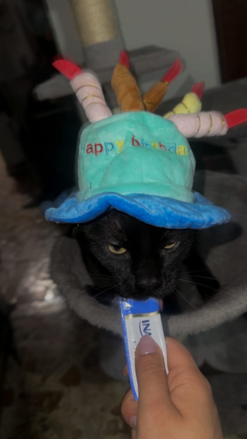 Customer photo review of CT3188 1 Pieza De Gorra Para Mascota