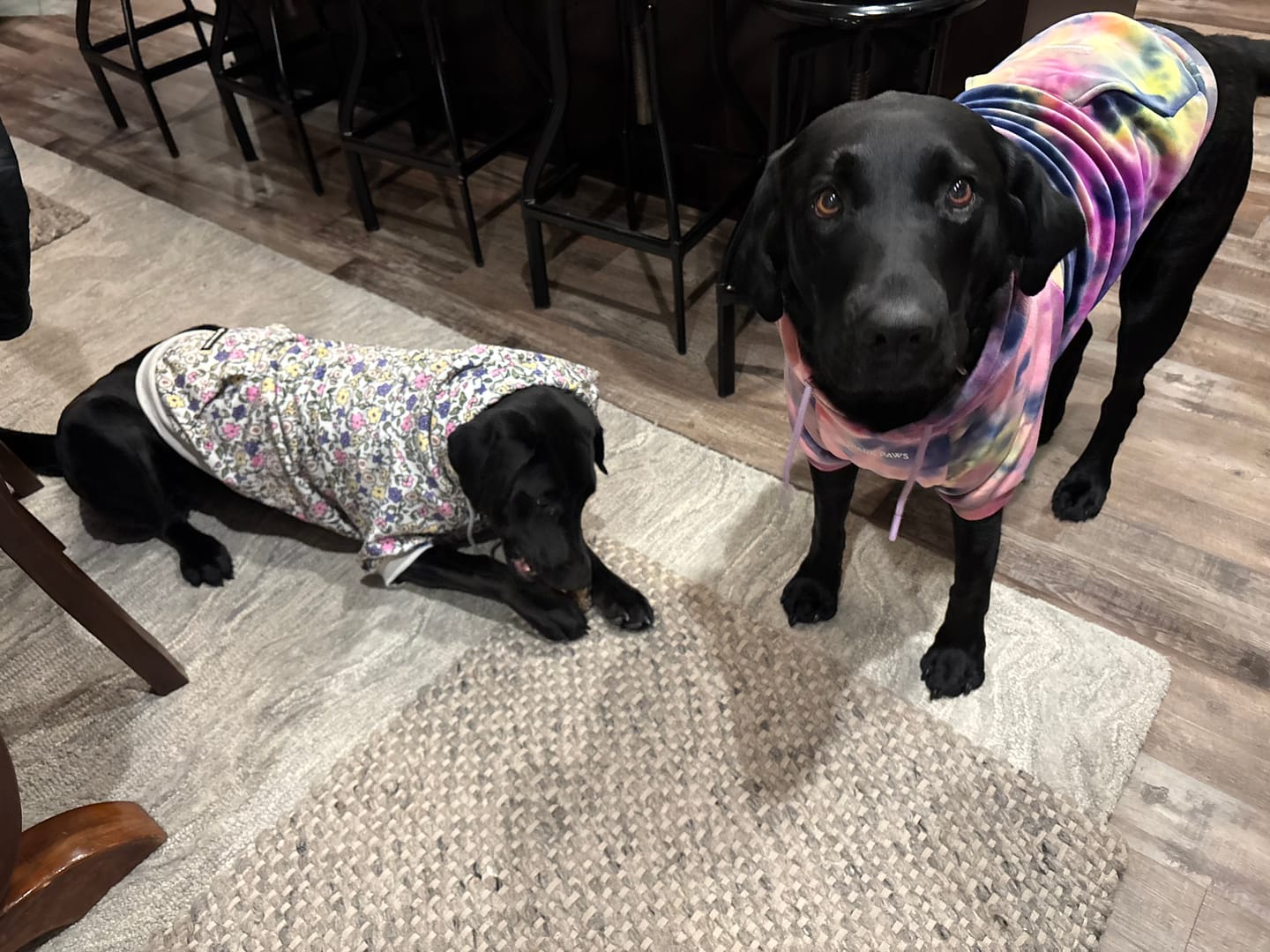 Customer photo review of Vintage Flower Dog Hoodie - Light Grey