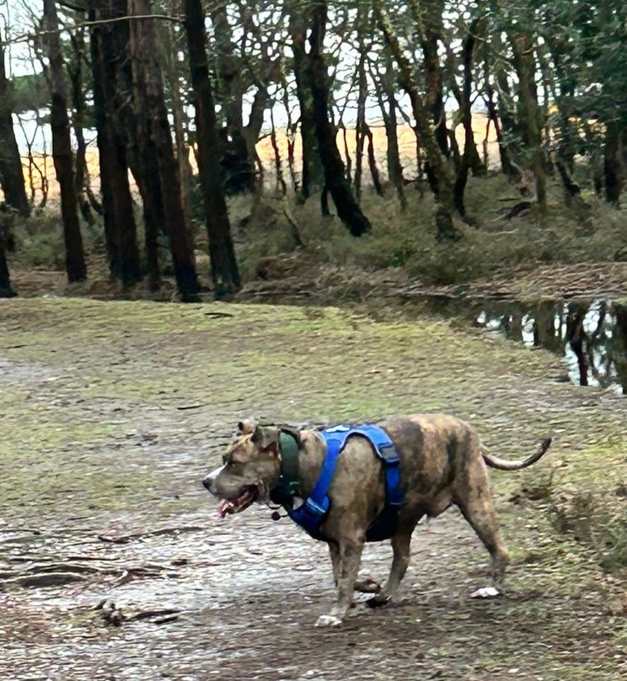 Customer photo review of Comfort Premium Harness | Non Restrictive - Blue
