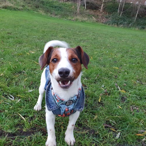 Customer photo review of Tough Trails™ Harness - Harvest Plaid