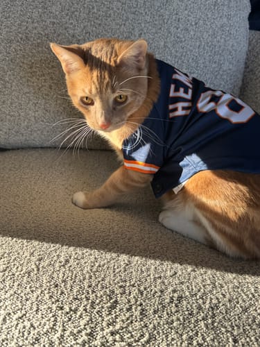 A reviewer's orange cat wearing the custom navy blue dog jersey with white and orange trim.