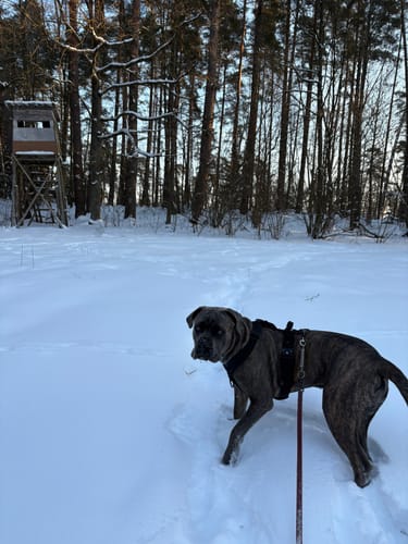 Customer photo review of Szelki z szybką klamrą - Easy Walk Extreme Black Edition Czarne