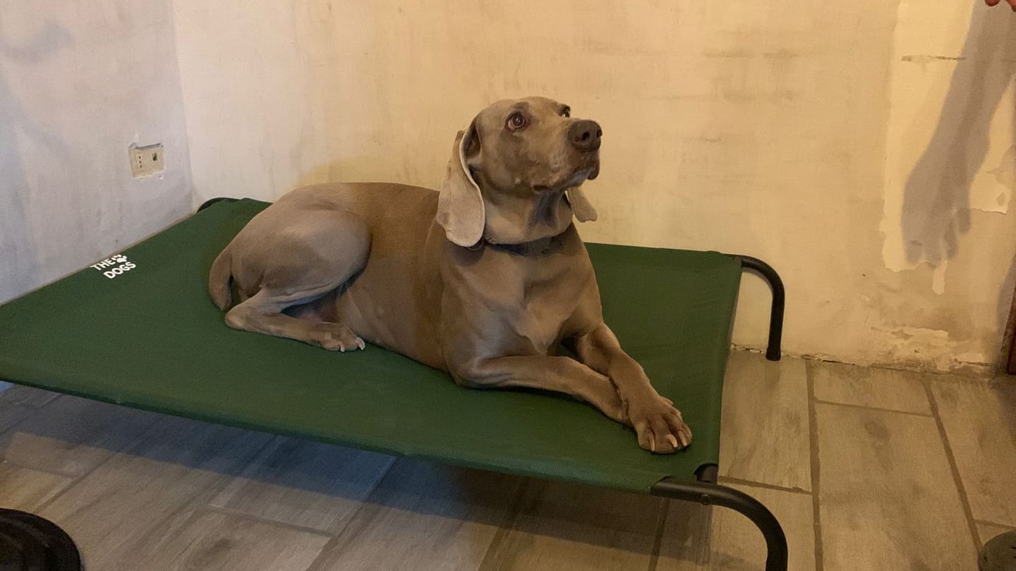 Customer photo review of Cama Elevada THE DOGS: Frescura y Ventilación
