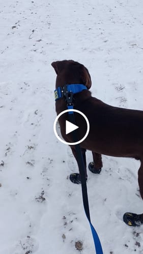 Customer video review of Blue Bully Proof Collar