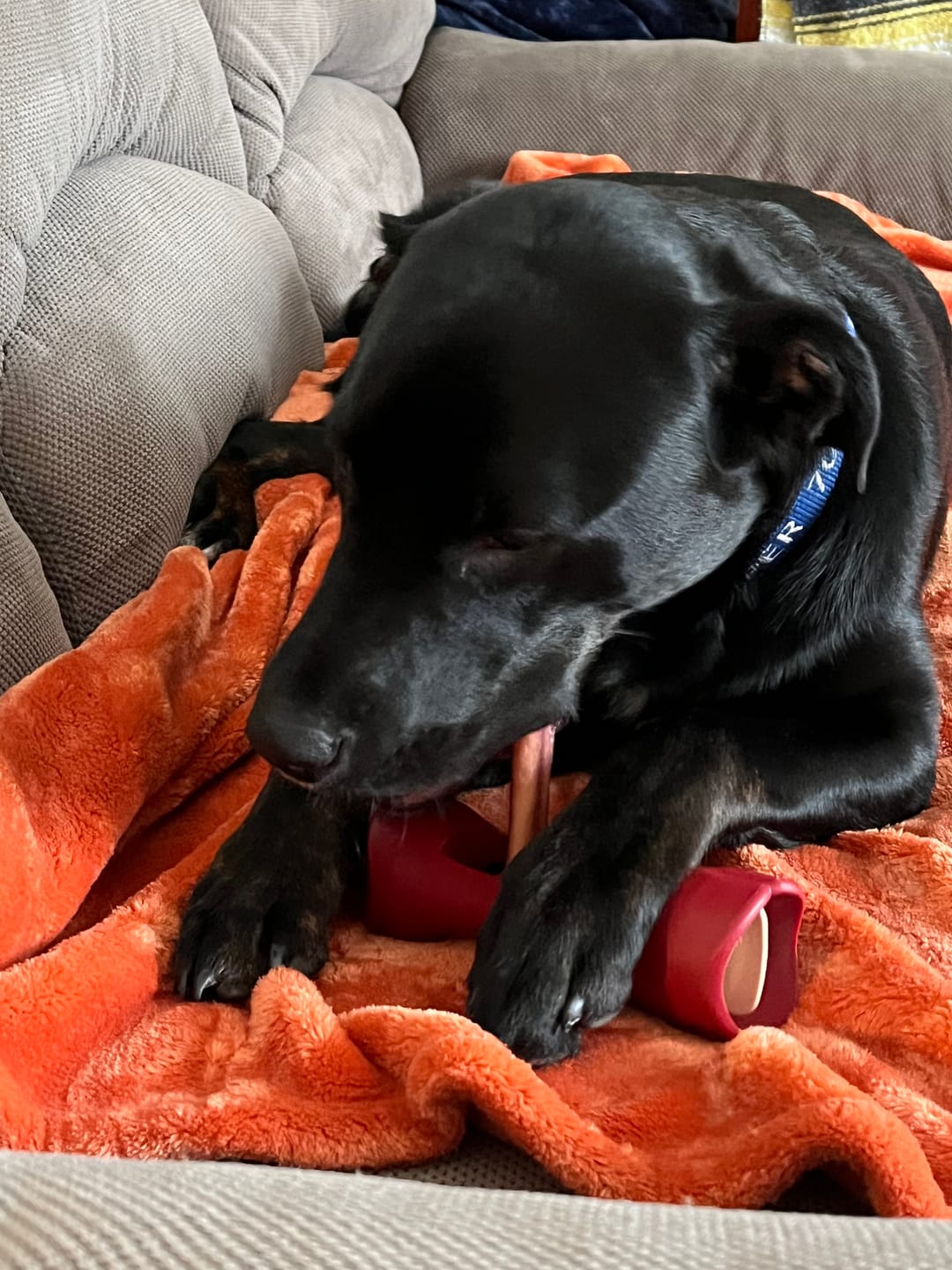 Customer photo review of Bully Stick Safety Holder