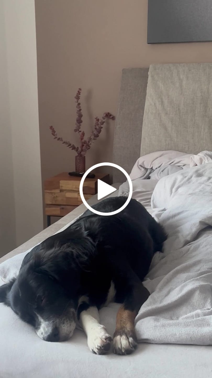 Customer video review of Allergietest Pro Hund