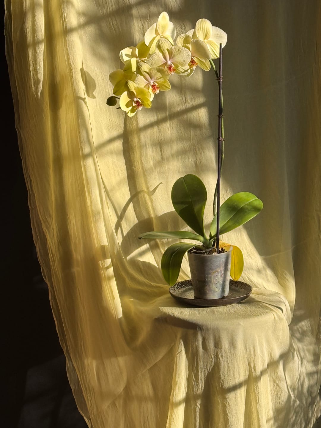Customer photo review of Lemon Sheer Silk