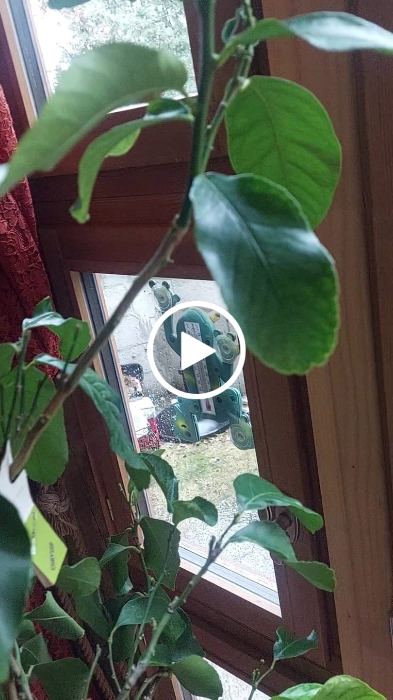 Customer video review of Ficus Mix