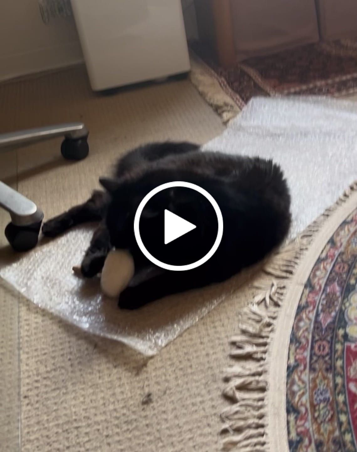 Customer video review of Purroom Little Chicken Series - Plush Silvervine Cat Toy