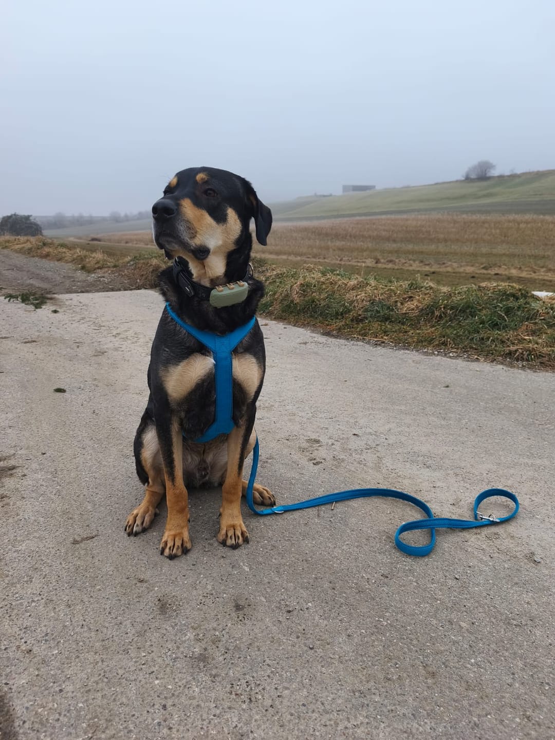 Customer photo review of Führungsleine 2,30m (3-fach verstellbar)