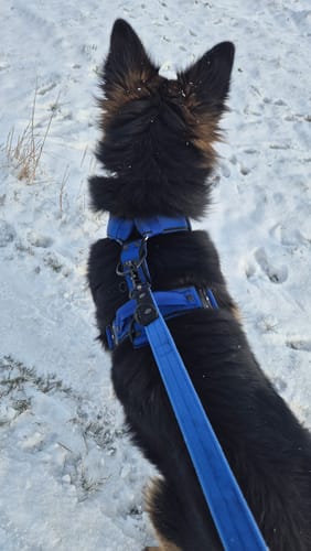 Customer photo review of Szelki z szybką klamrą - Easy Walk Extreme Black Edition Niebieska