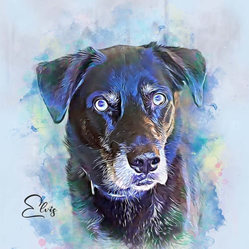 Customer's wild pastel style custom watercolor portrait of a black dog with striking blue eyes.