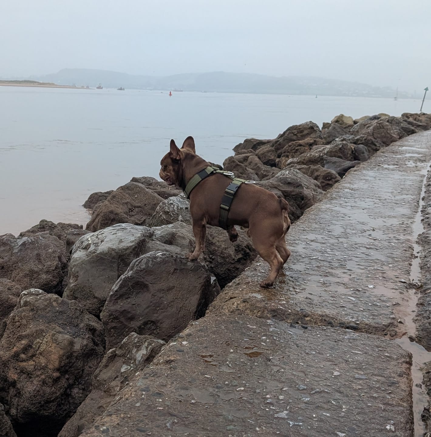 Customer photo review of Training Anti Pull TRI-Harness® | M-XL Breeds - Khaki
