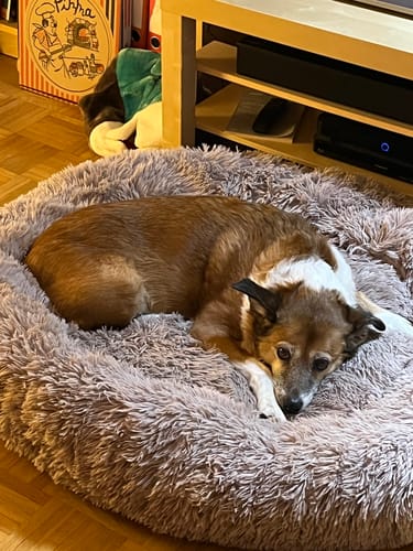 Customer photo review of Puppery Hundebett Wolke 7 - Das Original