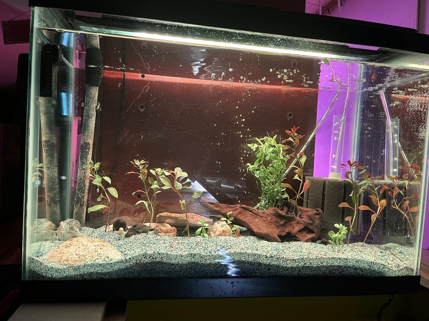Customer photo review of Bacopa Monnieri 'Moneywort'