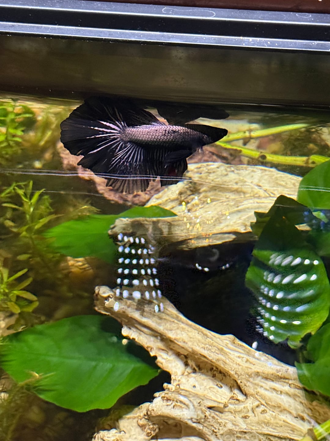 Customer photo review of Black Copper Halfmoon Male Betta Fish