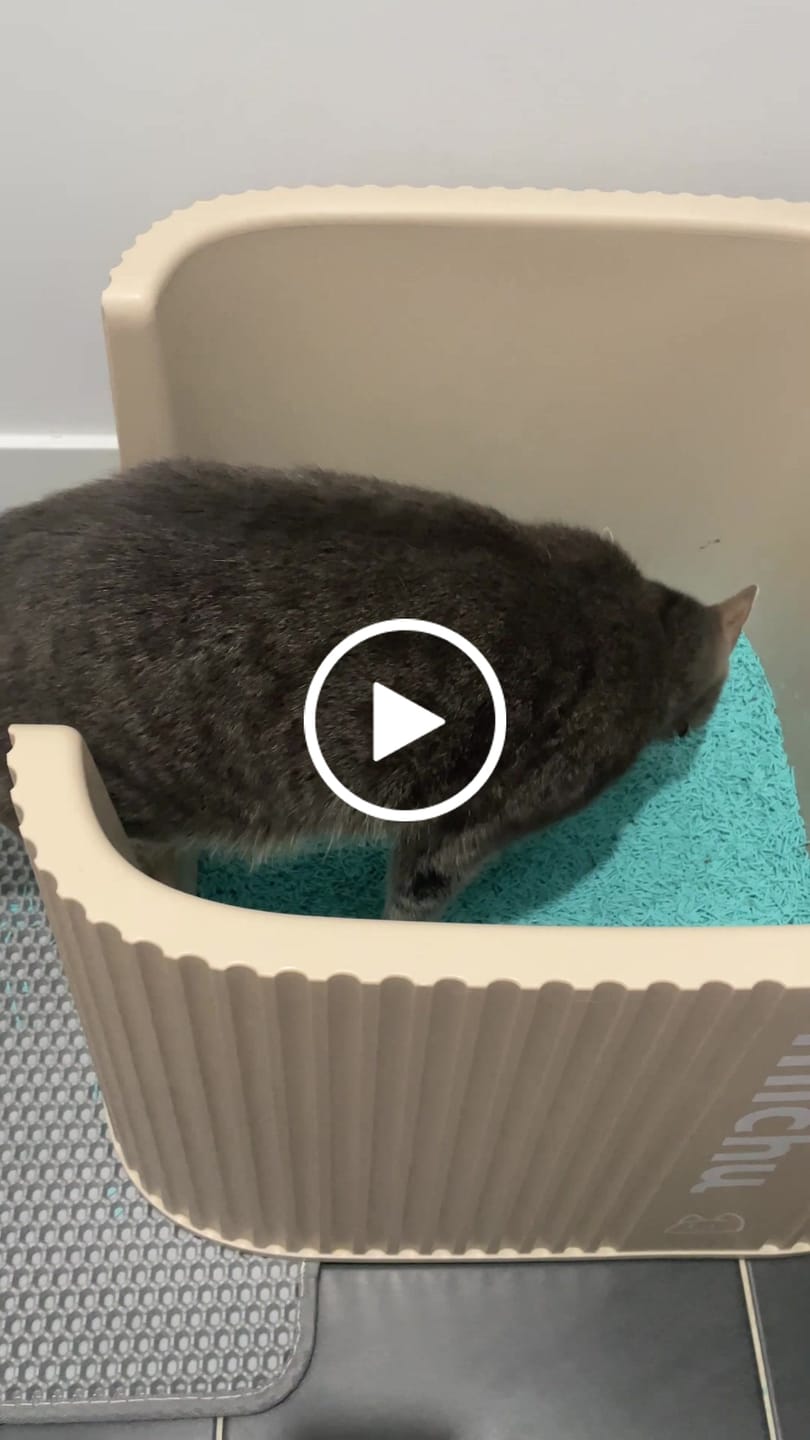 Customer video review of Michu Premium Mixed Tofu Cat Litter Pro Gen2 6L- Superb in Flushable, Eco-Friendly & Odour-Control