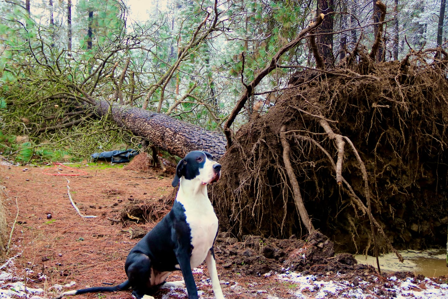 Customer photo review of 12 Inch Jumbo Bully Stick