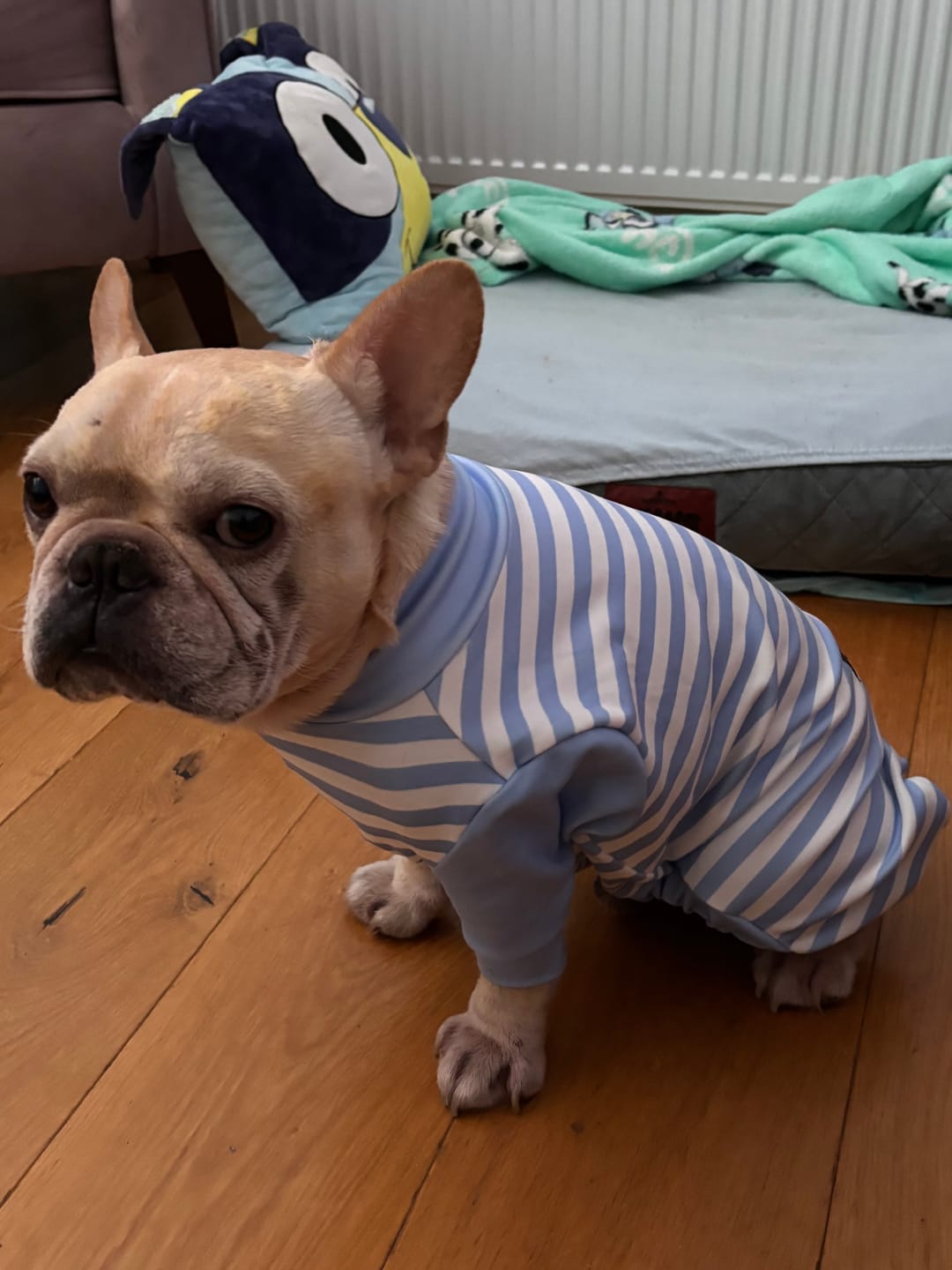 Customer photo review of Dog Pajama - Blue Stripes