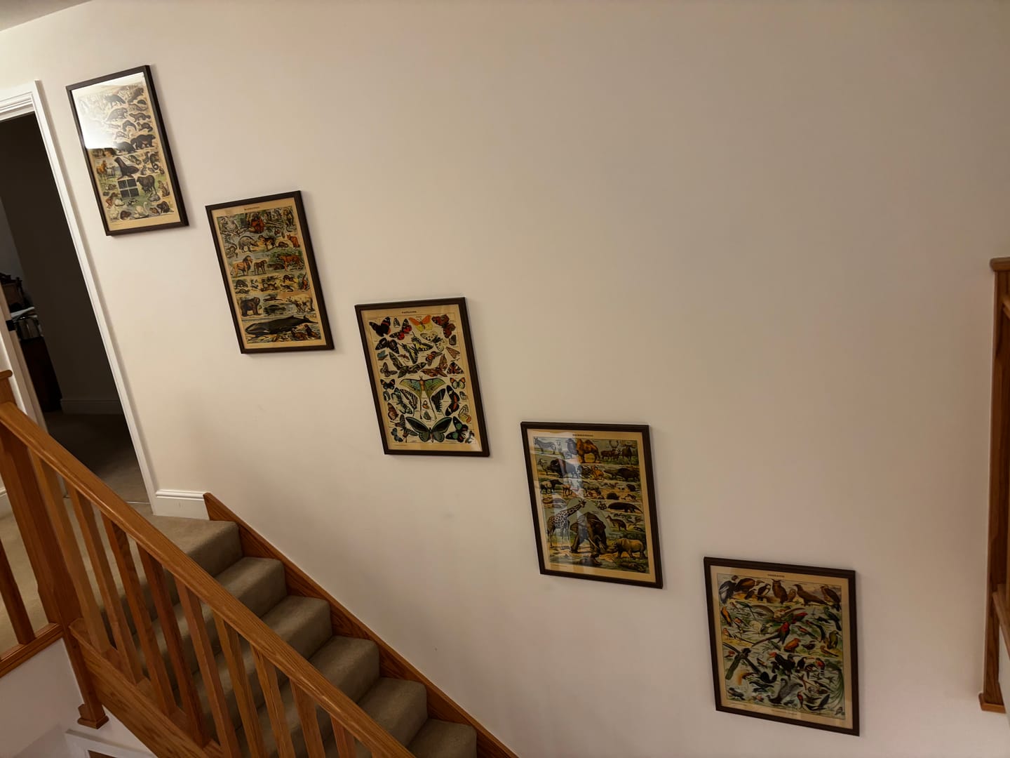 Customer photo review of Butterflies by Adolphe Millot 1890