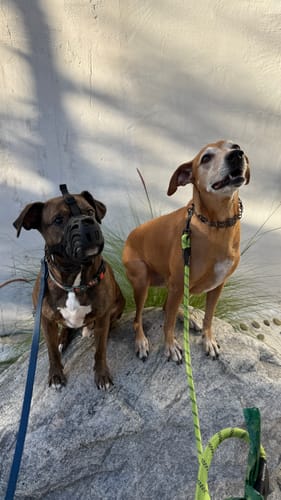Customer's brindle dog wearing the black Flexi Muzzle while sitting on a rock next to a tan-colored dog.