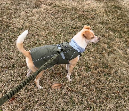 Customer's tan dog wearing the green dog winter coat while standing on a leash in the grass.