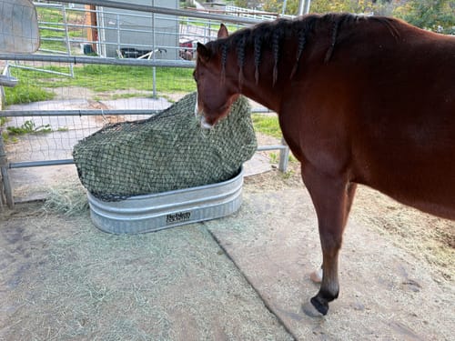 Customer photo review of Hay Chix® 3-Strand Bale Net (West Coast Net)