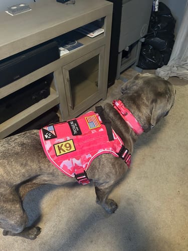 Side view of a customer's dog wearing the pink camo Team K9 Tactical No-Pull Dog Harness with patches.