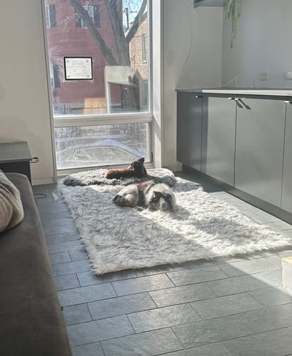 Customer photo review of Luxury Washable Faux Sheepskin Rug - Pet & Stain Proof Shag Carpet for Home