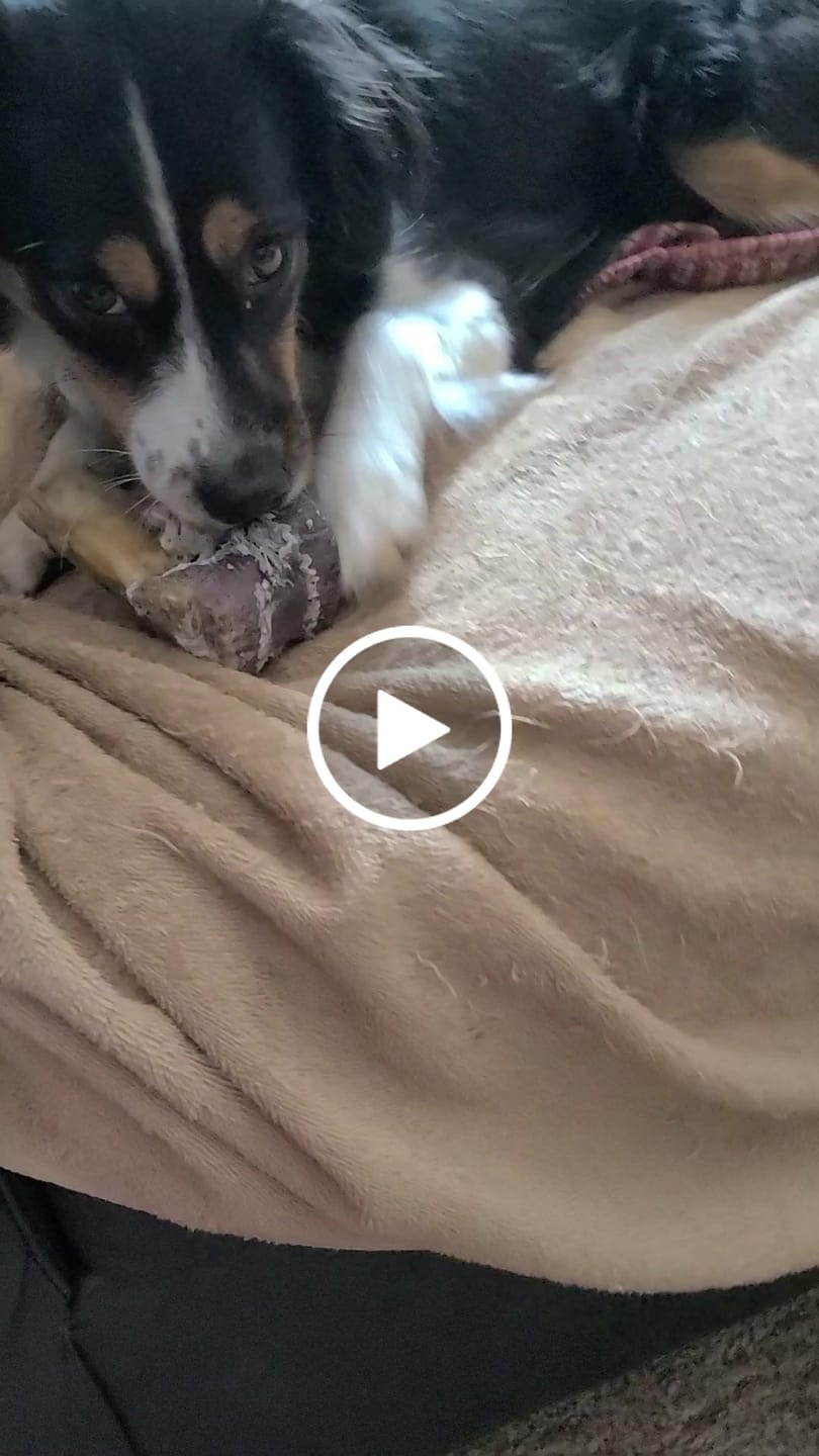 Customer video review of Ostrich Knuckle (Medium – 4" x 3"): The Perfect Chew for Small to Medium Dogs & Sensitive Stomachs