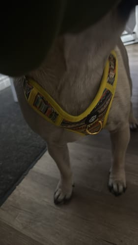 Customer photo review of Mystery Box - Dog