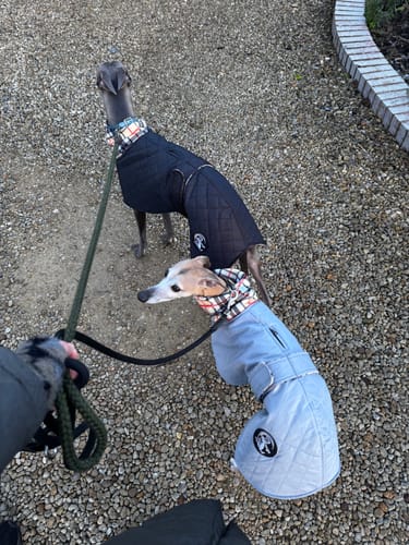 Customer photo review of Oslo - Quilted Waterproof Sighthound Coat with Harness Hole