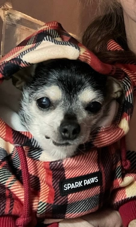 Customer photo review of Red Plaid Dog Hoodie