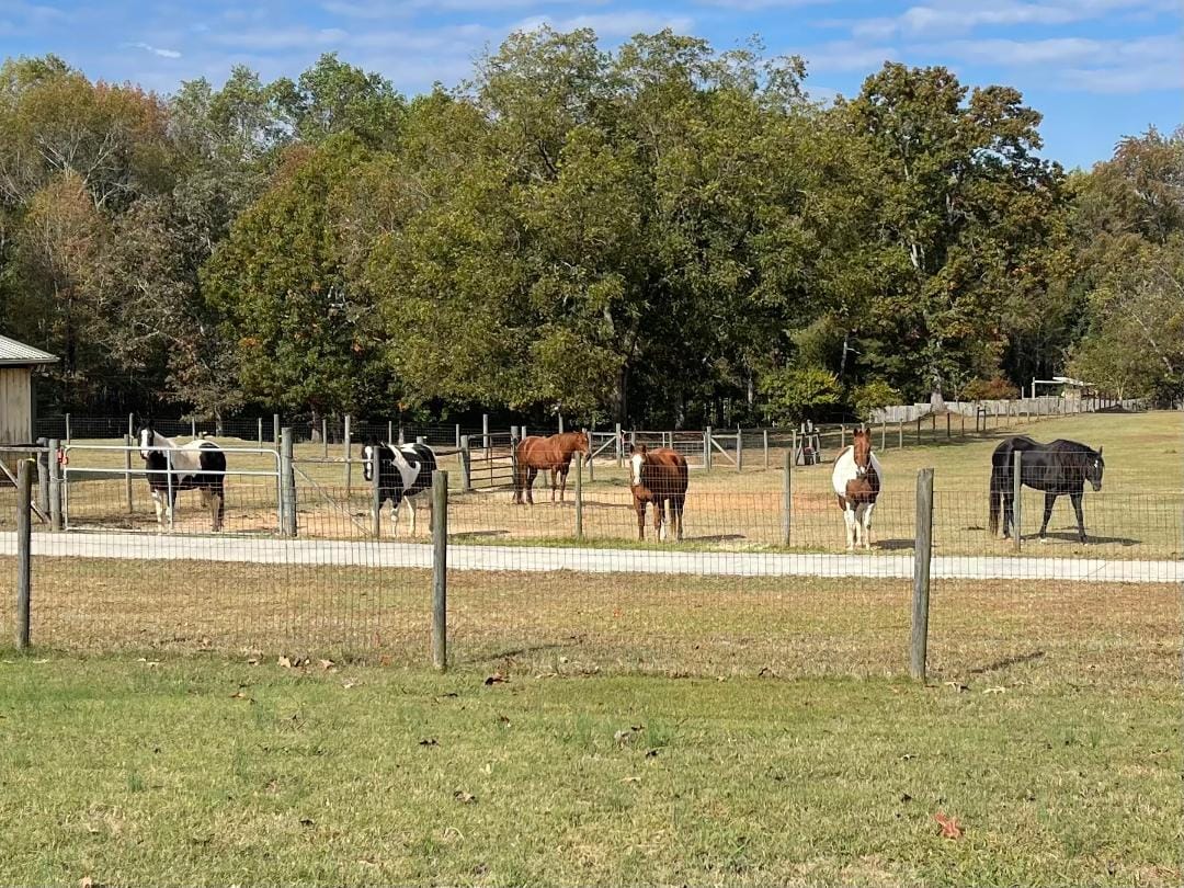 Customer photo review of Coat Guard Rx™ - Daily Preventative Powder for Horses