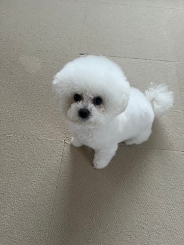 Customer photo review of FunFunPet 高機能ハーネス（お名前タグ作成サービス付き）